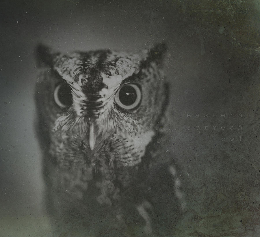 Eastern Screech Owl Photograph by Shane Holsclaw