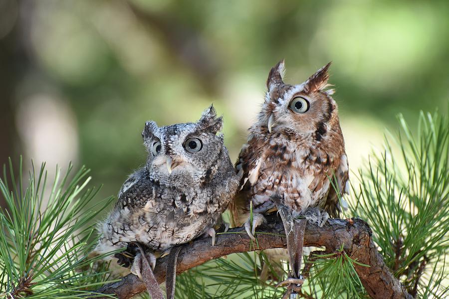 Eastern Screech Owls 452 Photograph by Joyce StJames | Fine Art America