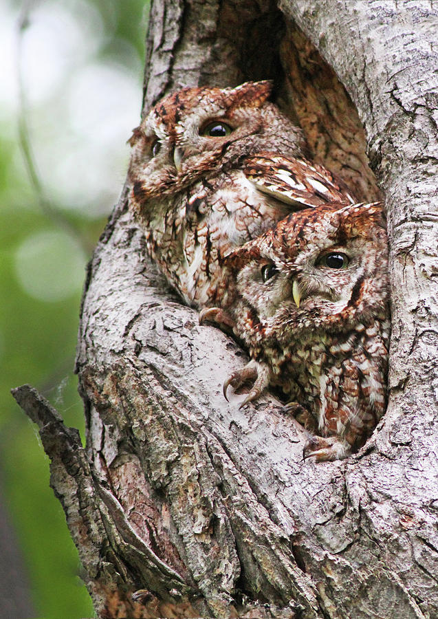 Eastern Screech Owls Photograph by Mircea Costina Photography