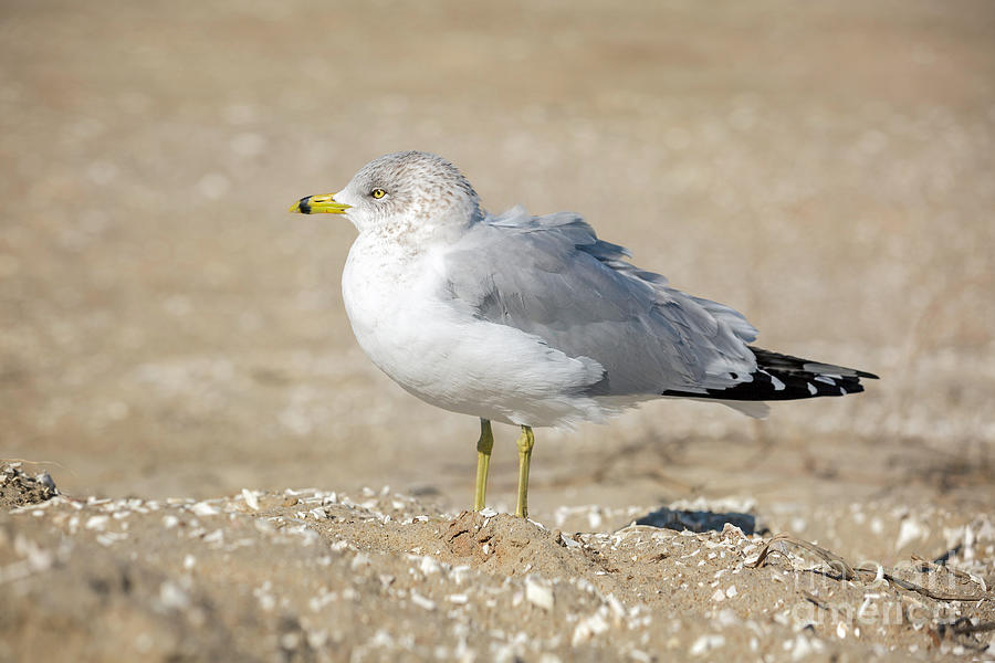 Eastern Shore Seagull Photograph by Karen Jorstad