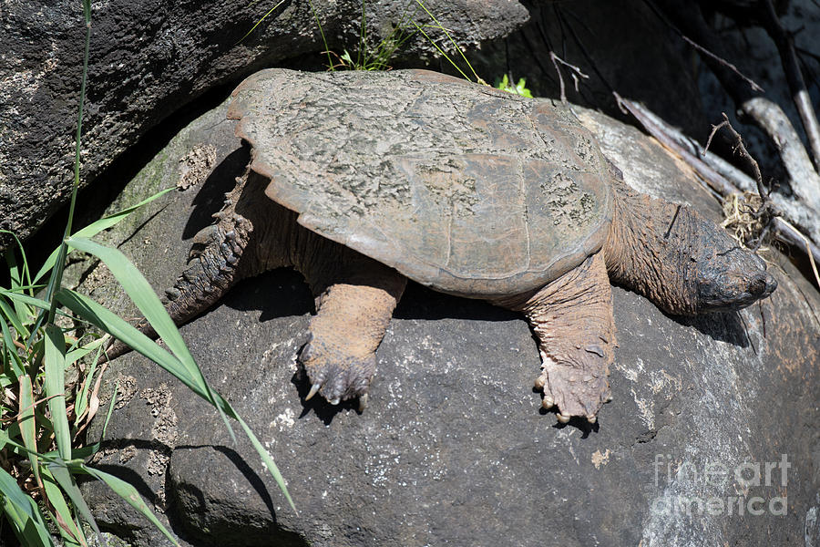 Eastern Snapping Turtle 1 Photograph By Steven Natanson - Fine Art America