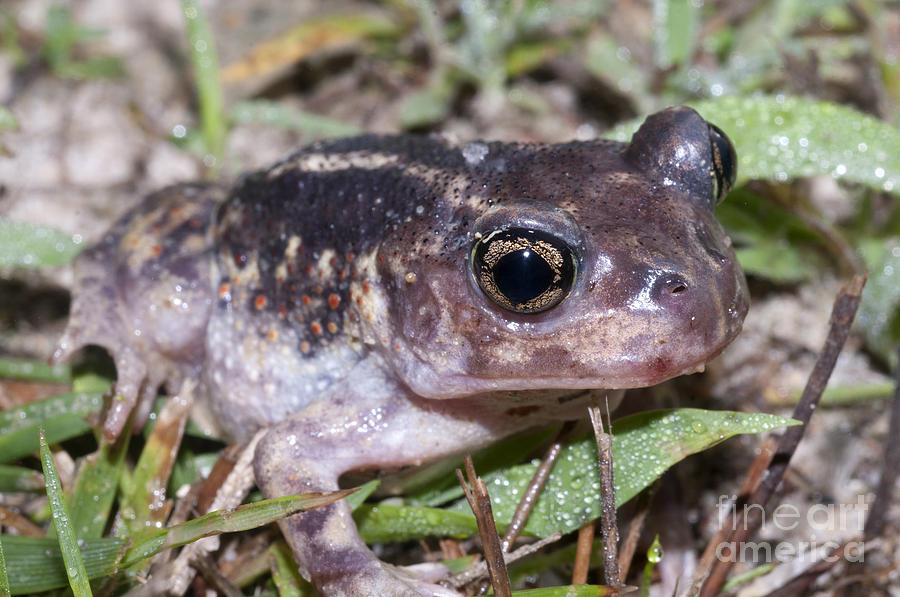 Eastern Spadefoot Toad S. Holbrookii Photograph by Scott Camazine