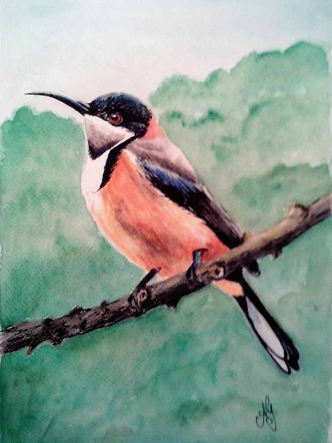 Bird Painting - Eastern spinebill by Anne Gardner