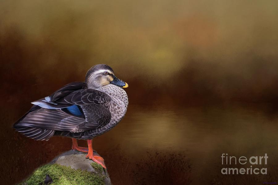 Eastern Spot-billed Duck Photograph by Eva Lechner