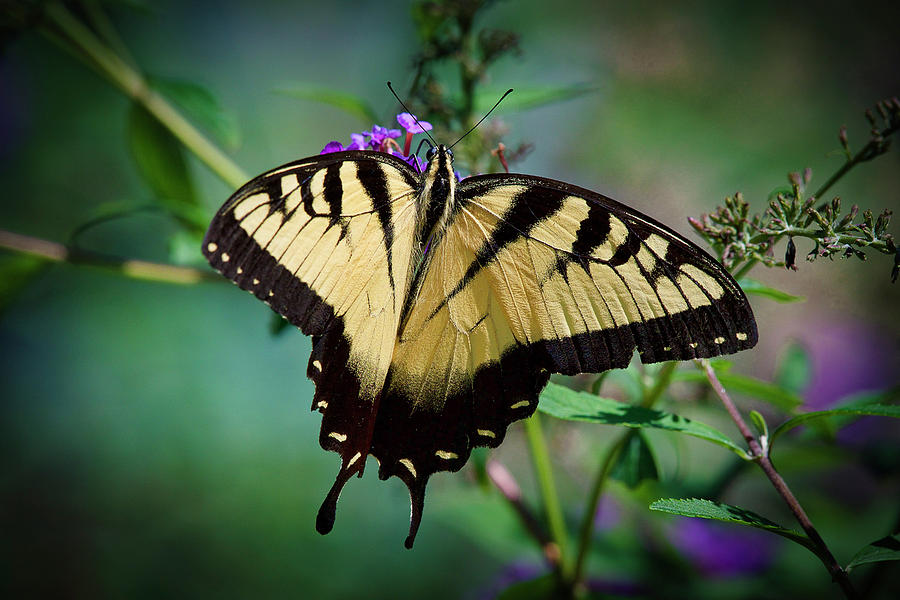 Eastern Swallowtail Butterfly Photograph by TJ Baccari - Fine Art America