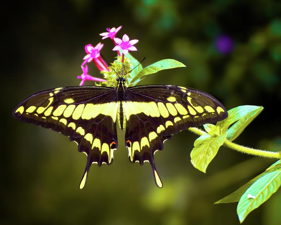 Eastern Swallowtail Photograph by Mark Andrew Thomas