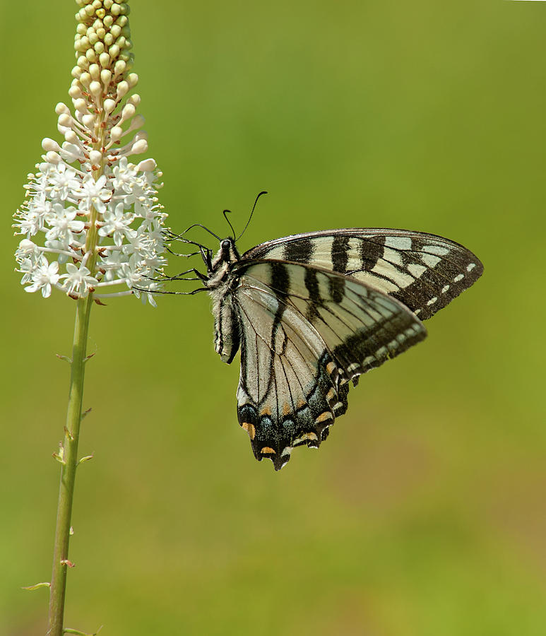 Eastern Swallowtail on Fly Poison Photograph by Lara Ellis