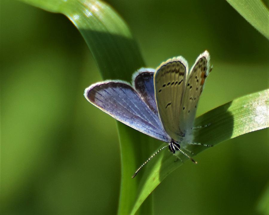 Eastern Tailed Blue Butterfly Photograph by Chip Gilbert