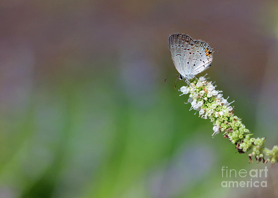 Eastern Tailed Blue Butterfly in Meadow Photograph by Karen Adams