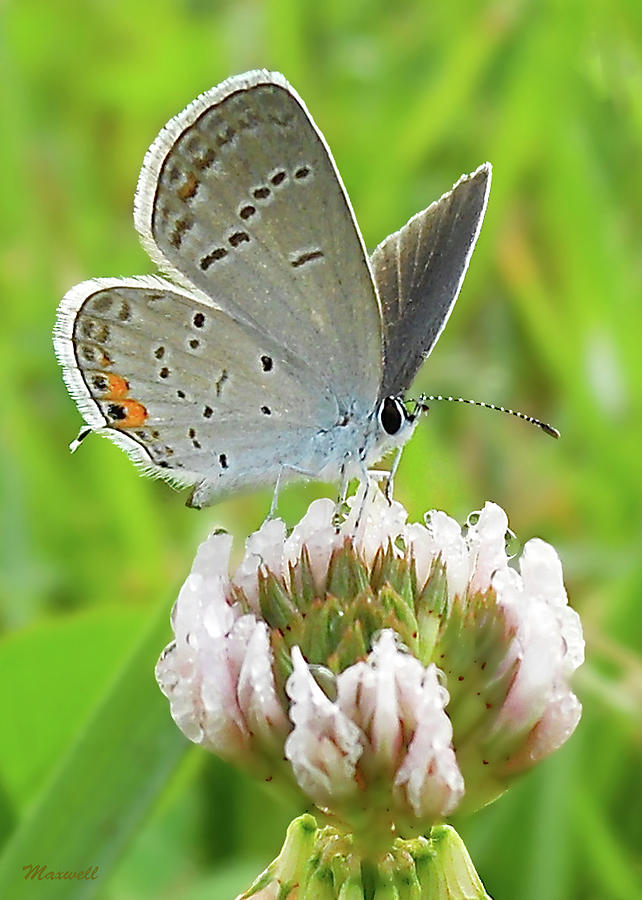 eastern tailed blue butterfly