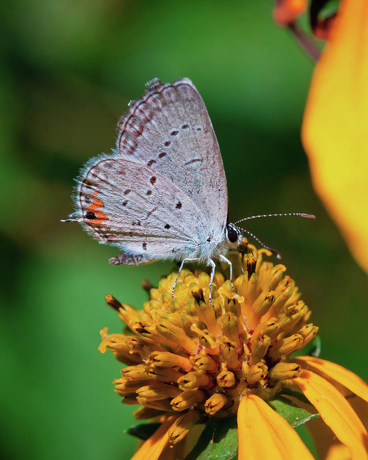 Eastern-tailed Blue Photograph