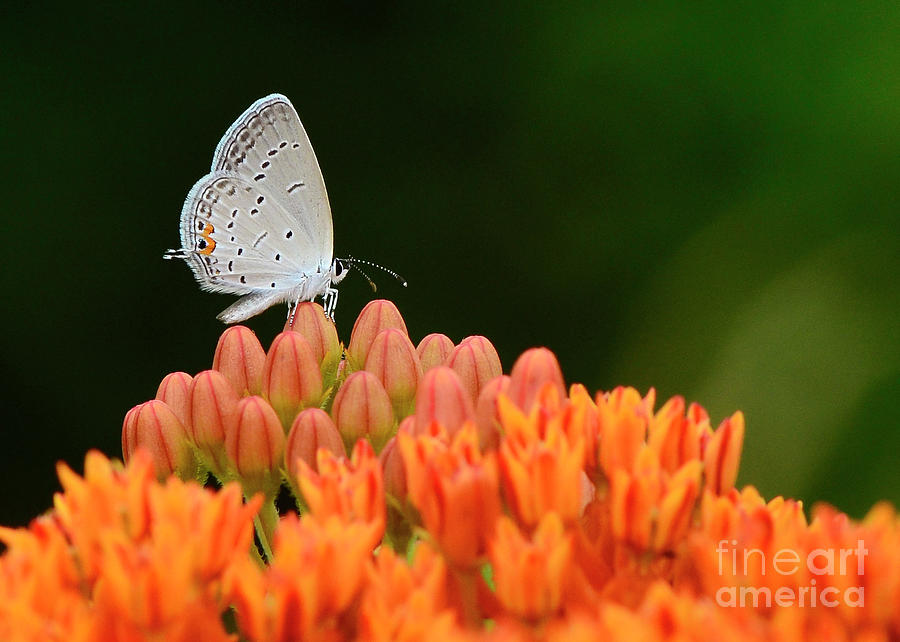 Eastern tailed blue on Butterfly Weed by Katie Joya Eastern tailed blue on Butterfly Weed by Katie Joya
