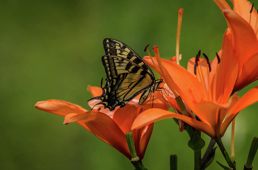 Butterfly Photograph - Eastern Tiger on Lily by Dan Jordan