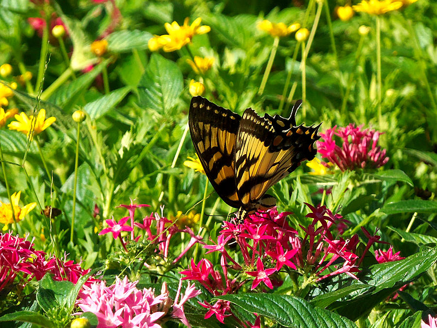 Eastern Tiger Swallowtail  000 A  Photograph by Christopher Mercer