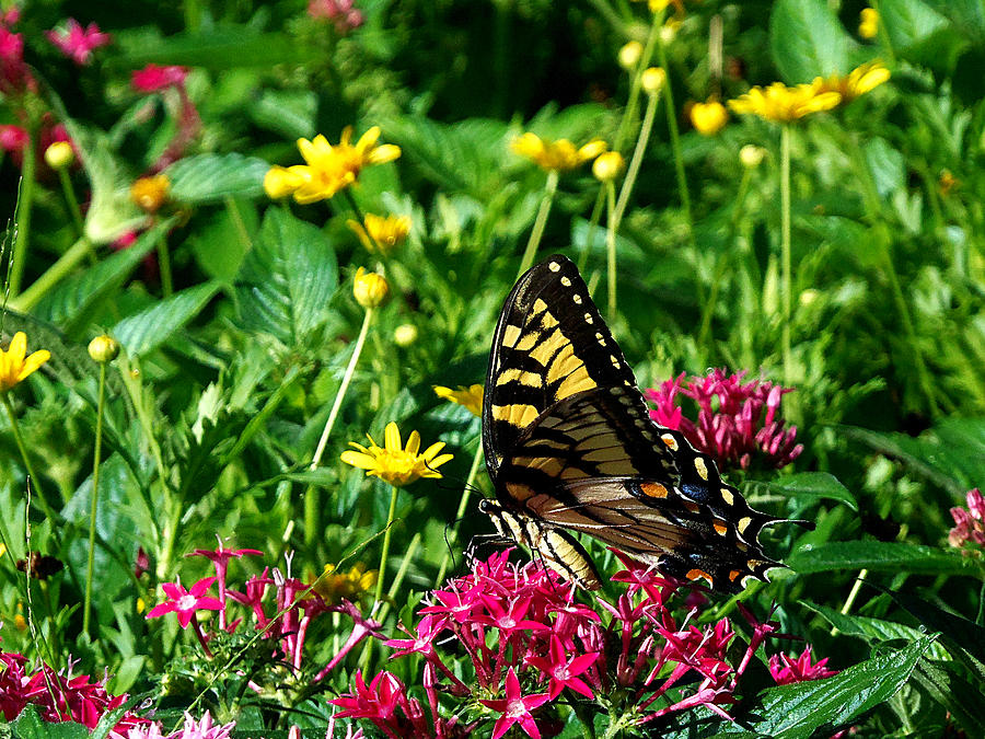 Eastern Tiger Swallowtail 000 Photograph by Christopher Mercer
