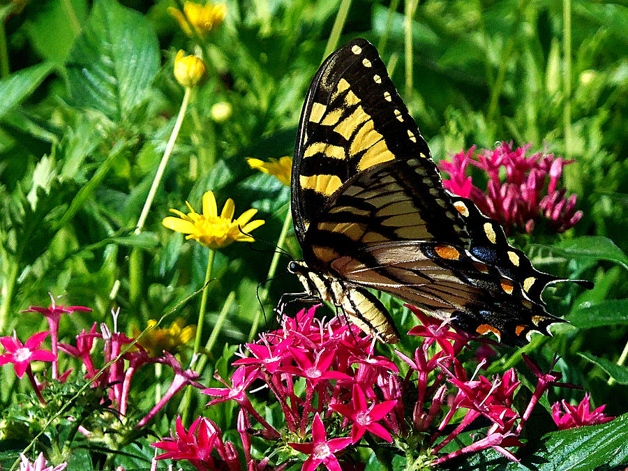 Eastern Tiger Swallowtail 001 Photograph by Christopher Mercer