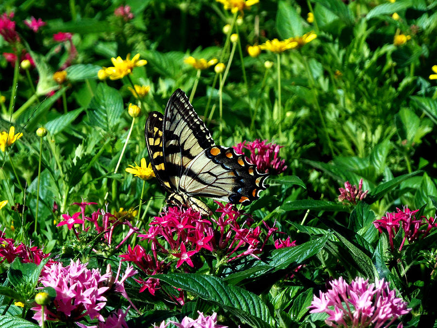 Eastern Tiger Swallowtail 002 Photograph by Christopher Mercer
