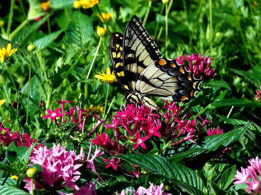 Eastern Tiger Swallowtail 003 Photograph by Christopher Mercer