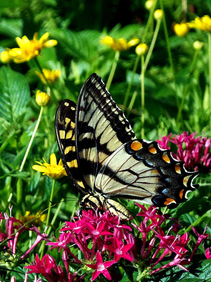 Eastern Tiger Swallowtail 004 Photograph by Christopher Mercer
