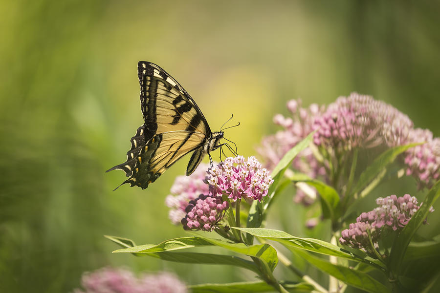 Eastern Tiger Swallowtail 1-2015 Photograph by Thomas Young