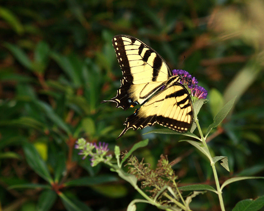 Eastern Tiger Swallowtail-1 Photograph by Charles Hite