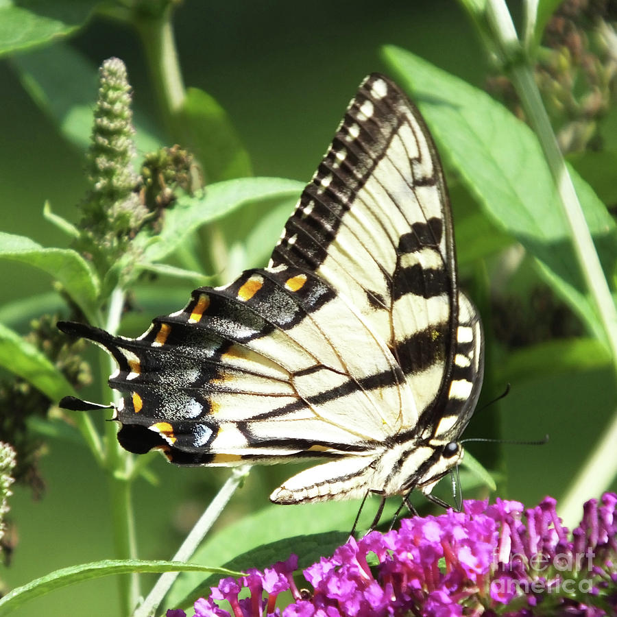 Eastern Tiger Swallowtail 16 Photograph by Lizi Beard-Ward