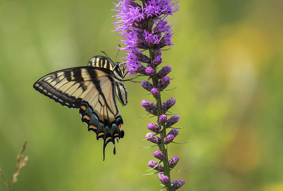 Eastern Tiger Swallowtail 2017-1 Photograph by Thomas Young