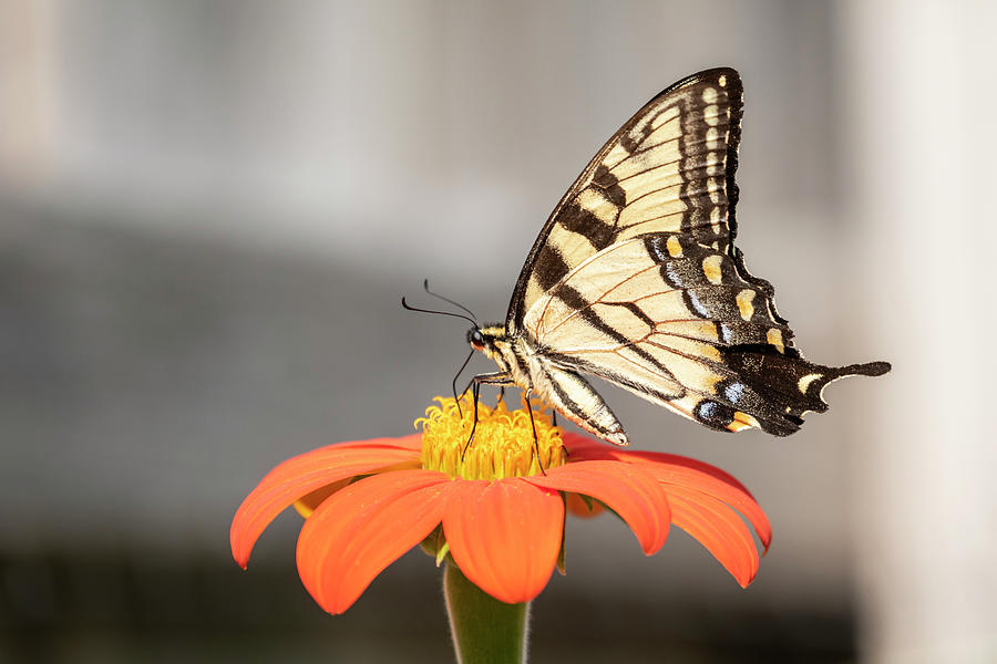 Eastern Tiger Swallowtail 2018-1 Photograph by Thomas Young