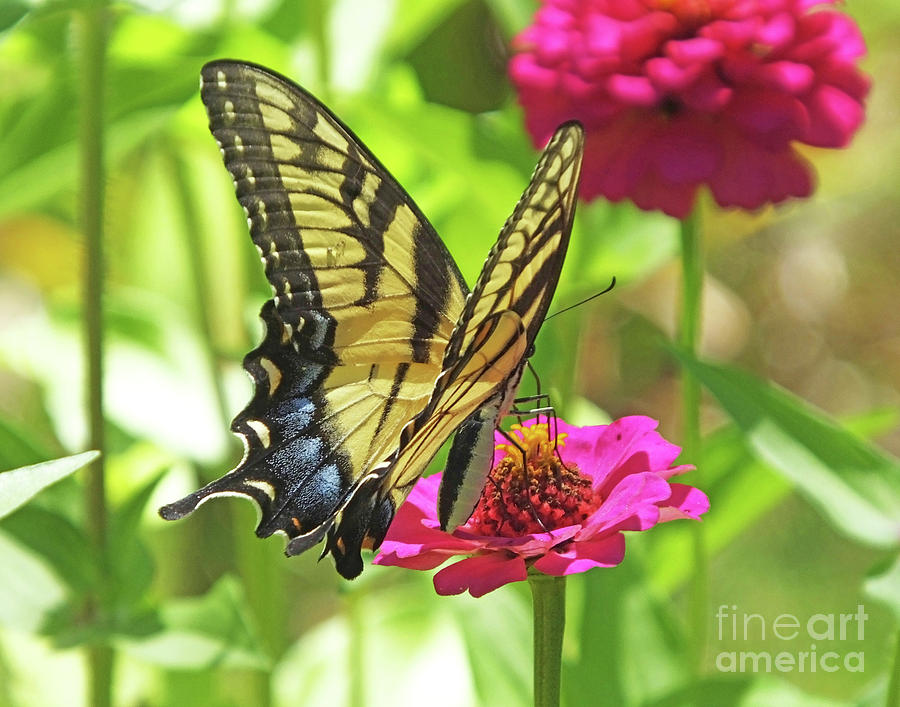 Eastern Tiger Swallowtail 21 Photograph by Lizi Beard-Ward