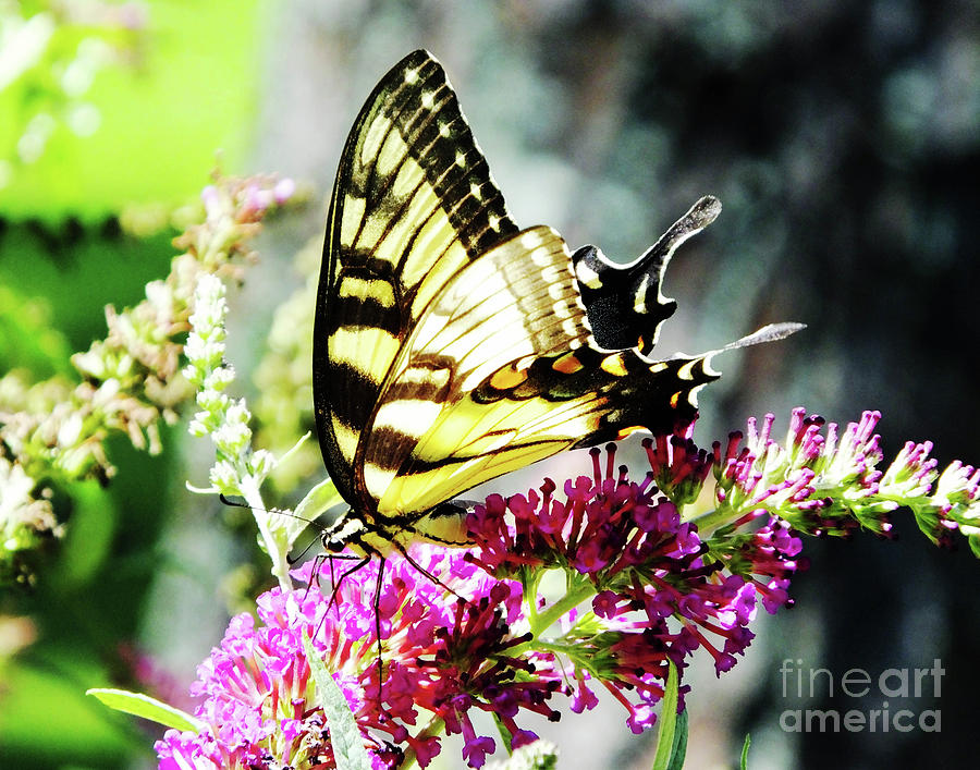 Eastern Tiger Swallowtail 22 Photograph by Lizi Beard-Ward