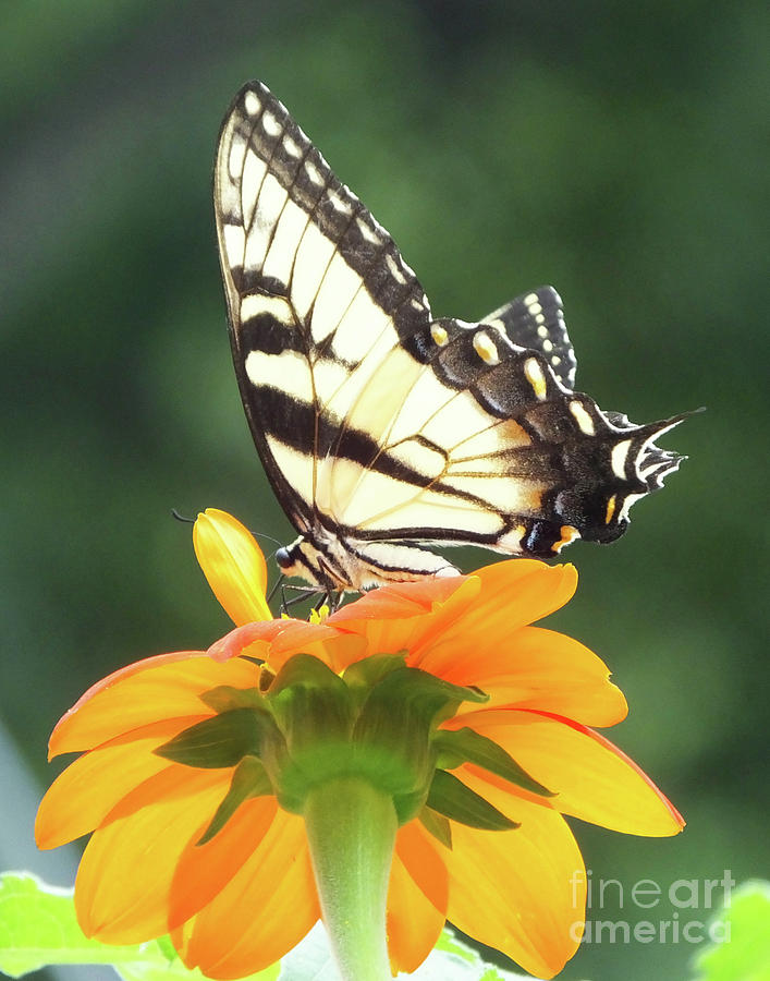 Eastern Tiger Swallowtail 25 Photograph by Lizi Beard-Ward