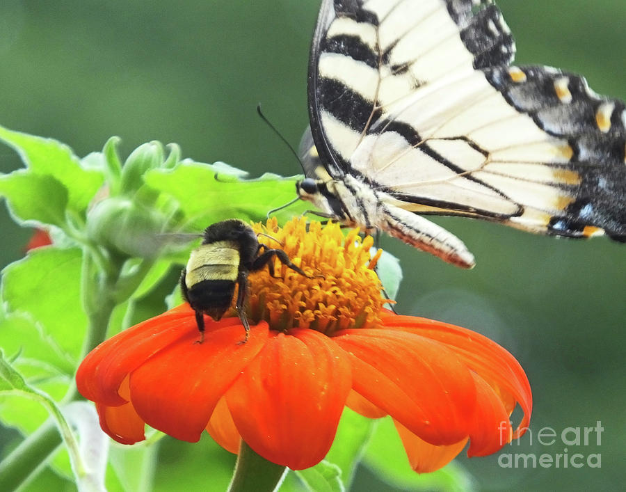 Eastern Tiger Swallowtail 26 Photograph by Lizi Beard-Ward