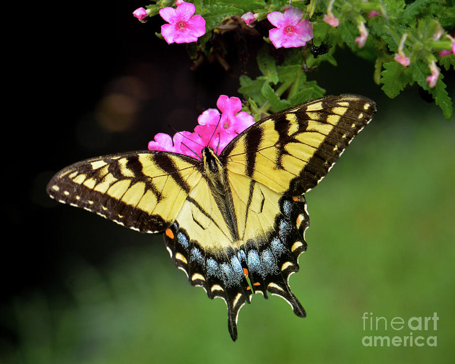 Eastern Tiger Swallowtail Photograph by Amy Porter Eastern Tiger Swallowtail Photograph by Amy Porter