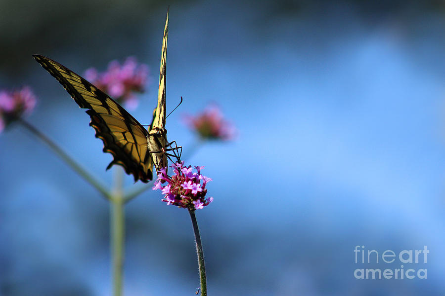 Eastern Tiger Swallowtail and Blue Sky Photograph by Karen Adams
