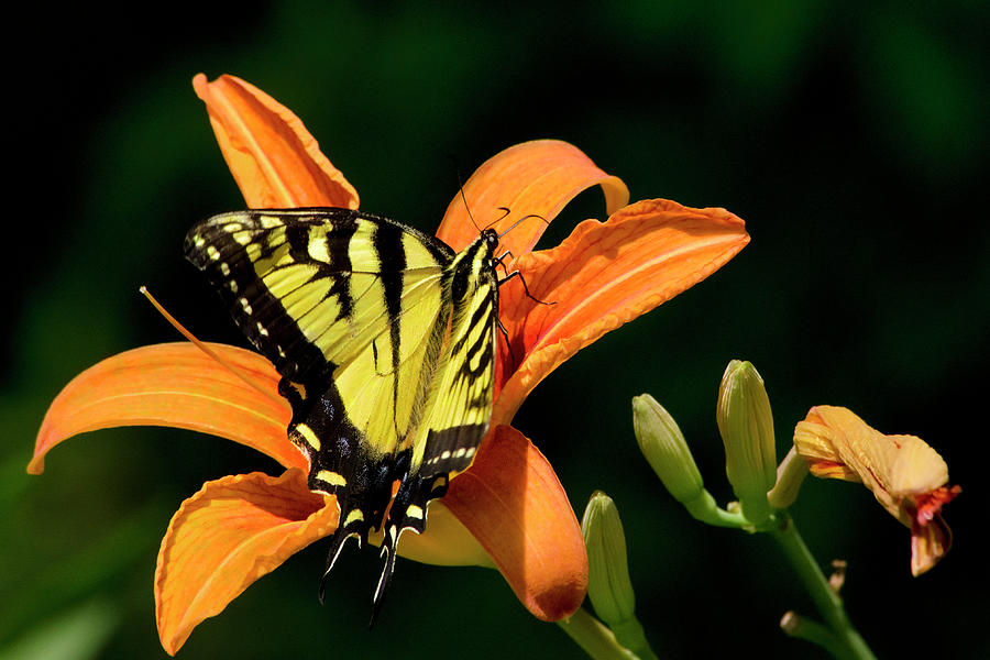 Swallowtail Butterfly On Orange Lily Photograph by Christina Rollo