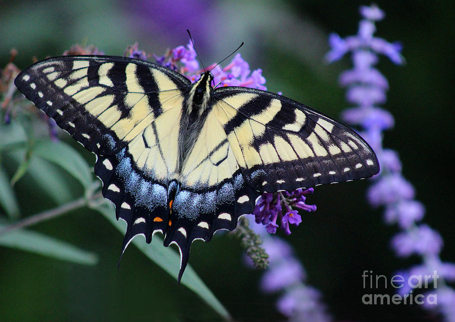 Eastern Tiger Swallowtail Butterfly 2015 Photograph by Karen Adams