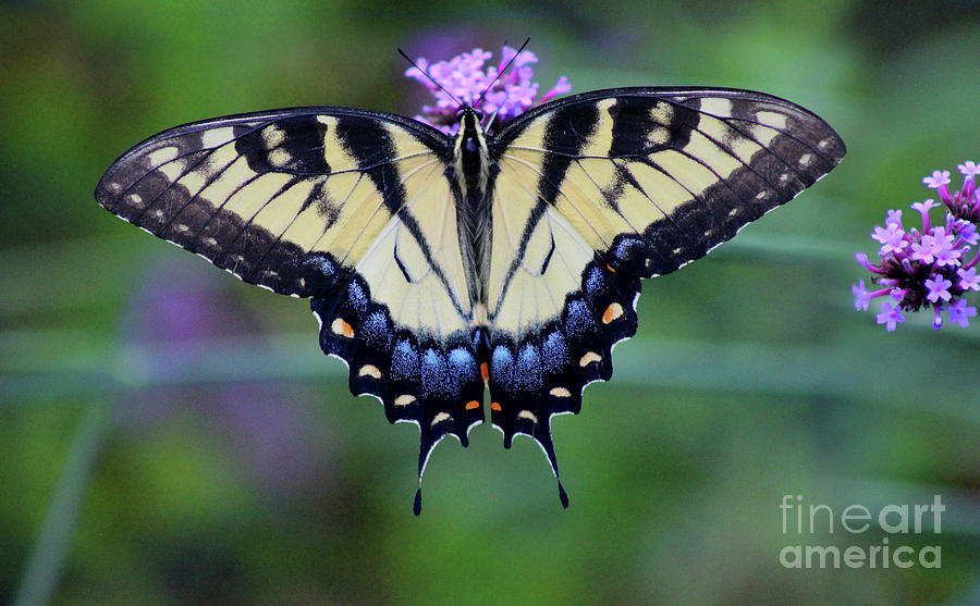 Eastern Tiger Swallowtail Butterfly 2016 Photograph by Karen Adams