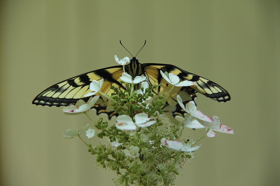Eastern Tiger Swallowtail Butterfly Photograph by Allen Nice-Webb
