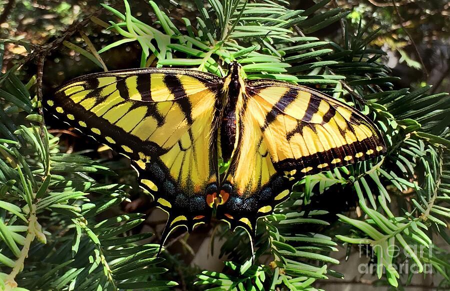 Eastern Tiger Swallowtail Butterfly Photograph by CAC Graphics