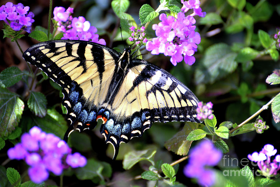 Eastern Tiger Swallowtail Butterfly Photograph by Denise Bruchman