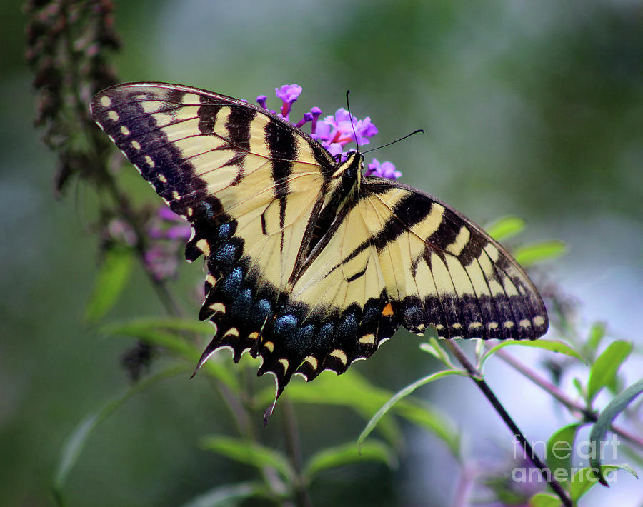 Eastern Tiger Swallowtail Butterfly Dorsal View 2017 Photograph by Karen Adams