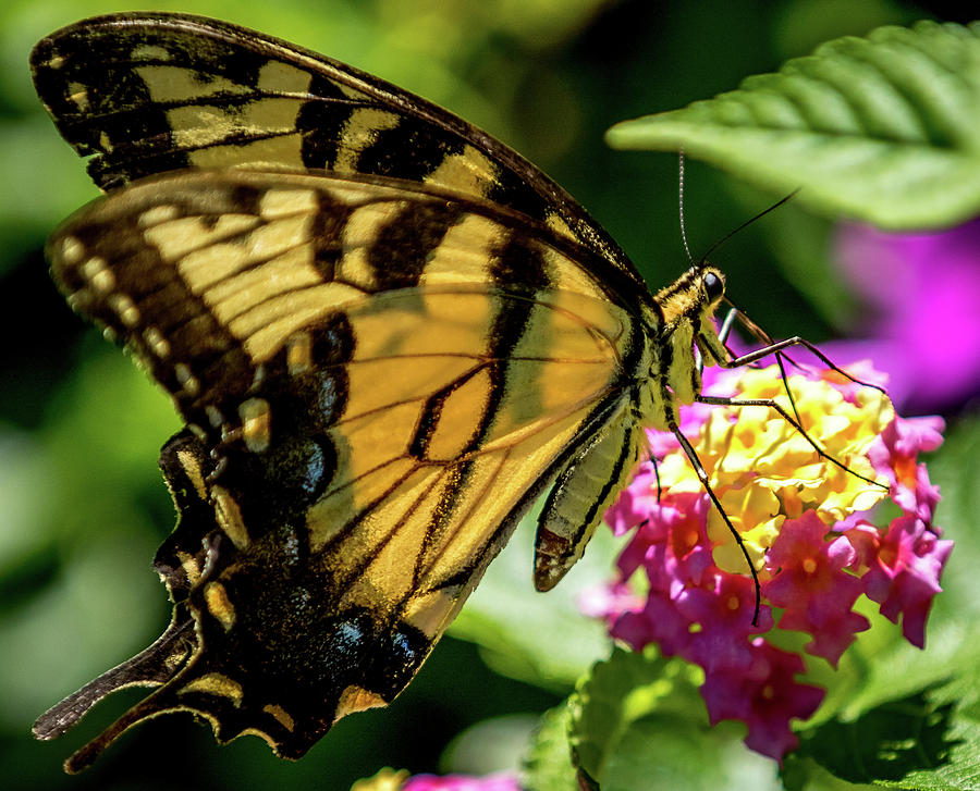 Eastern Tiger Swallowtail Butterfly Digital Art by Ed Stines