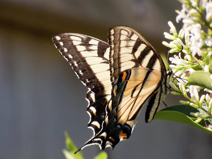 Butterfly Photograph - Eastern Tiger Swallowtail  Butterfly Feeding by Leslie Montgomery