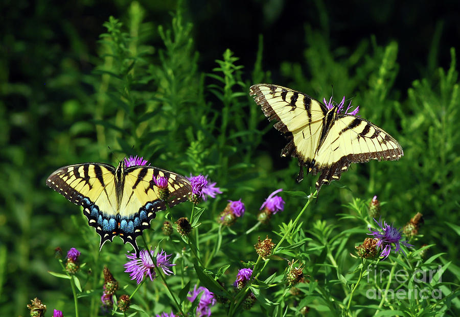 Eastern Tiger Swallowtail Butterfly - Female and Male  Photograph by Kerri Farley
