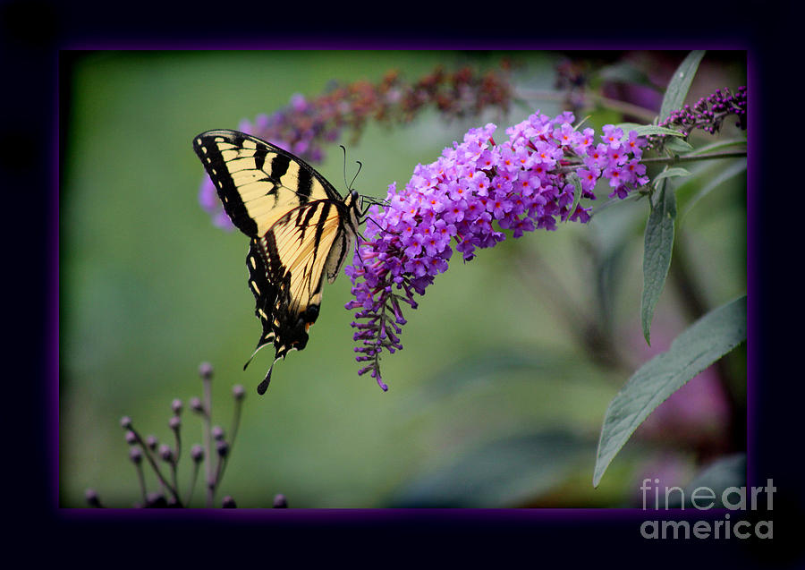 Eastern Tiger Swallowtail Butterfly Framed Photograph by Karen Adams