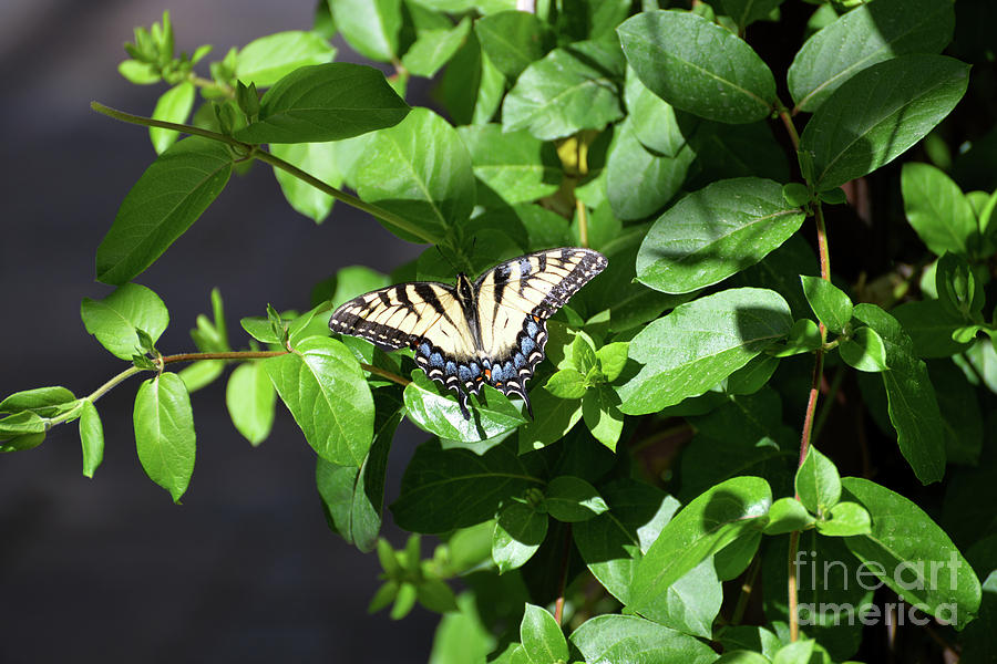 Eastern Tiger Swallowtail Butterfly II Photograph by Denise Bruchman