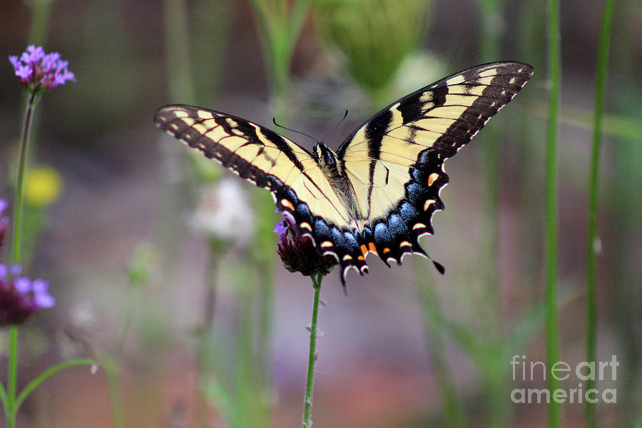 Eastern Tiger Swallowtail Butterfly in Garden 2016 Photograph by Karen Adams