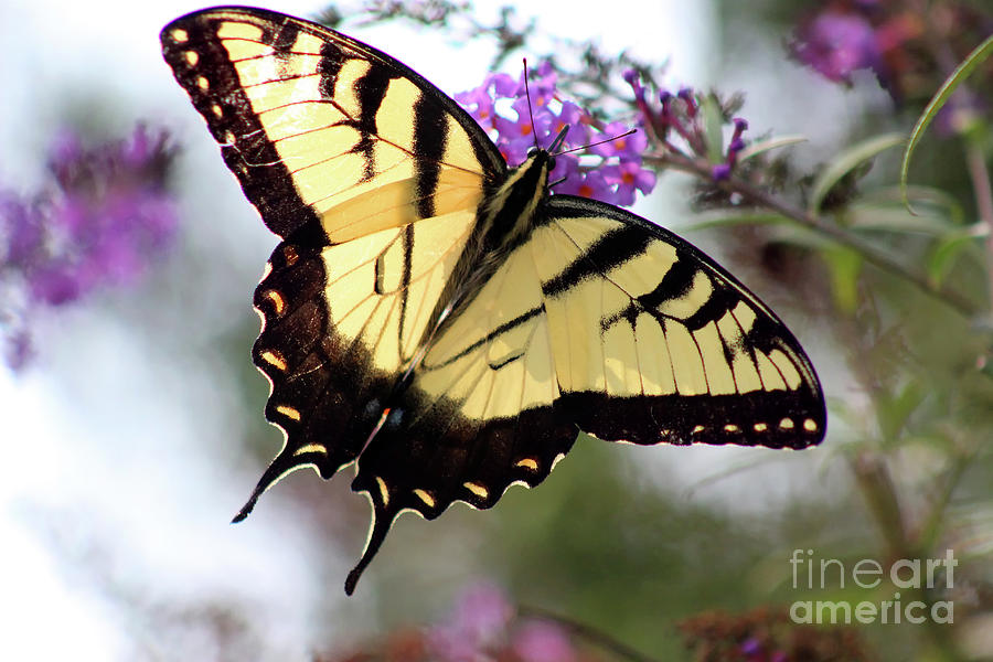 Eastern Tiger Swallowtail Butterfly in Summer Photograph by Karen Adams