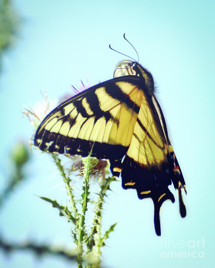 Eastern Tiger Swallowtail Butterfly Is Lovely Company Photograph by Kerri Farley
