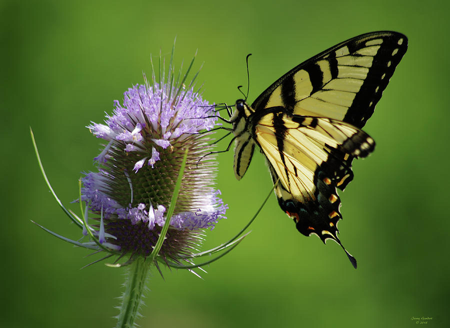 Eastern Tiger Swallowtail Butterfly Digital Art